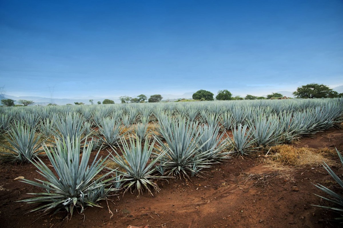 Agave Cultivations Generational Art Guides Sustainable Indigenous Methods