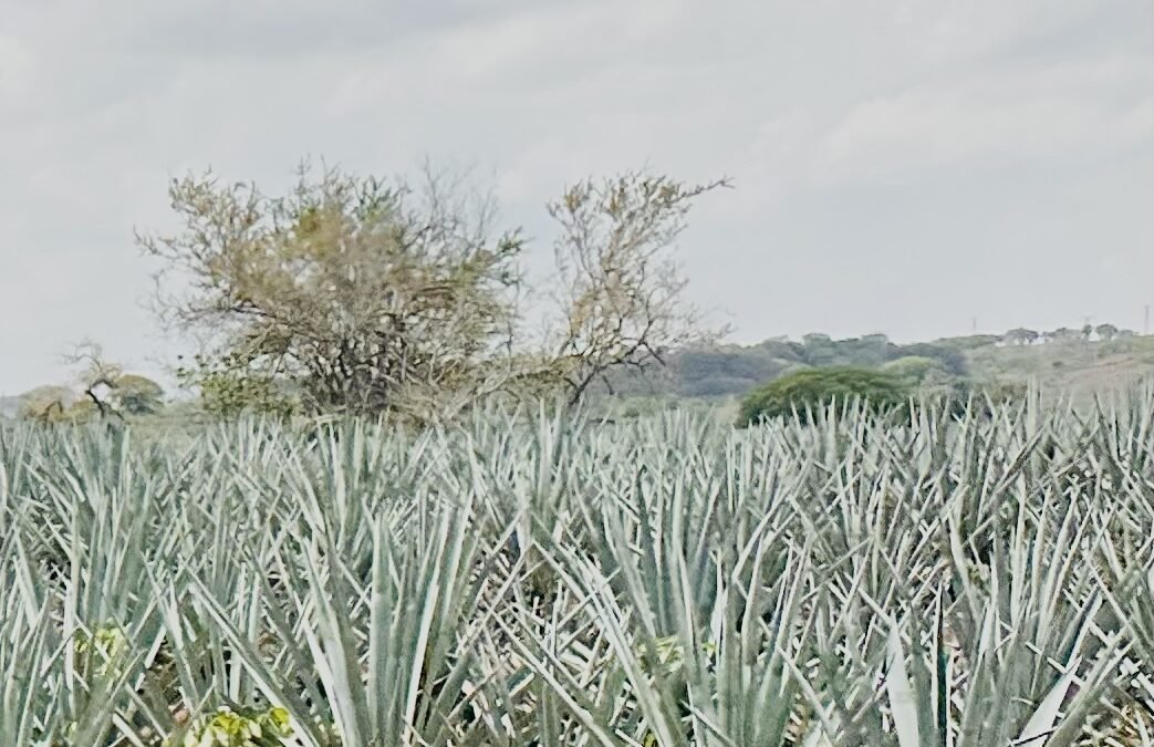 Tequila Terroir & Cultural Significance Roots Mexicos Identity